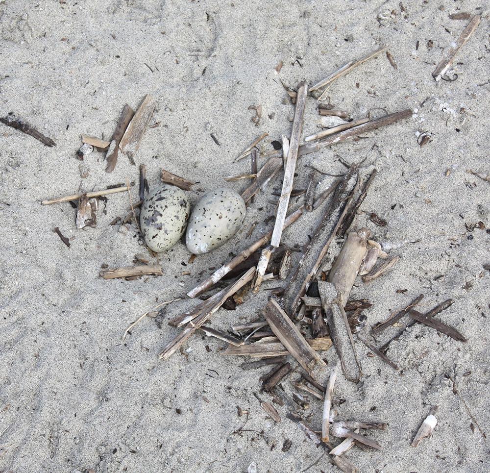 If they didn't occur in such concentrations, the least tern's well-camouflaged nests could be a challenge for us to find. (Photo courtesy MCB Camp Pendleton)