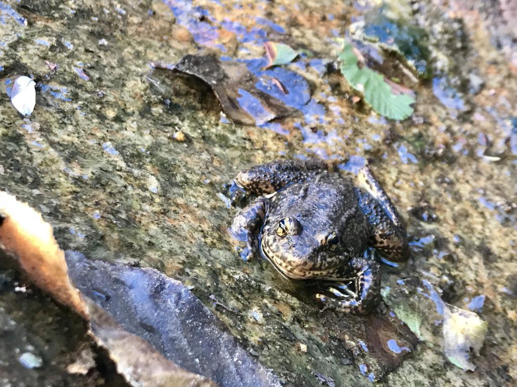 One of the Institute for Conservation Research’s reintroduced mountain yellow-legged frogs in his natural habitat in the San Bernardino mountains.  This male was released as a tadpole in 2016, and has been re-sighted multiple times in both 2017 and 2018.