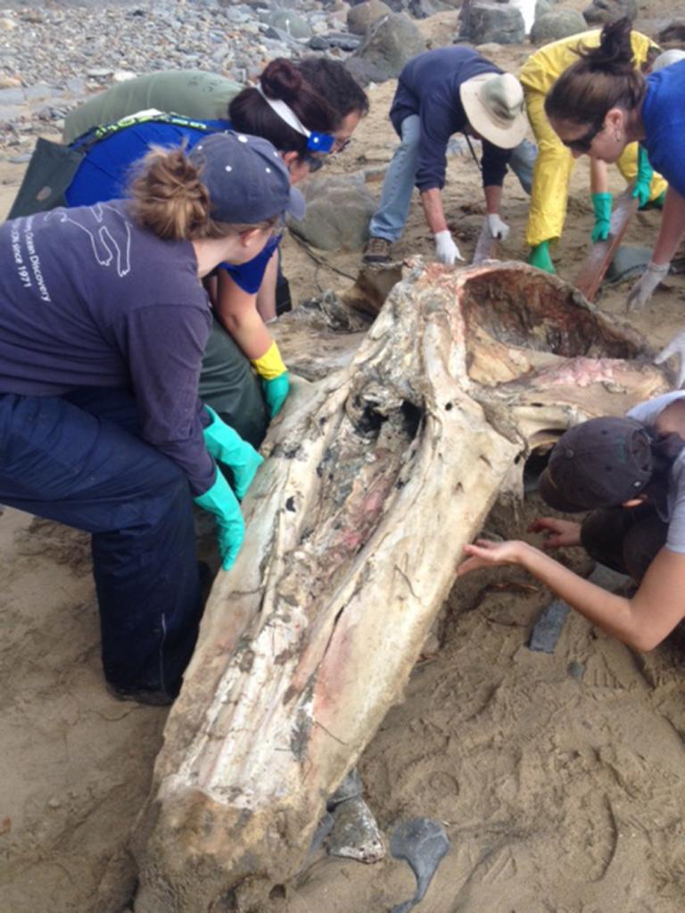 The team repositions the whale skull to better clean and measure it.